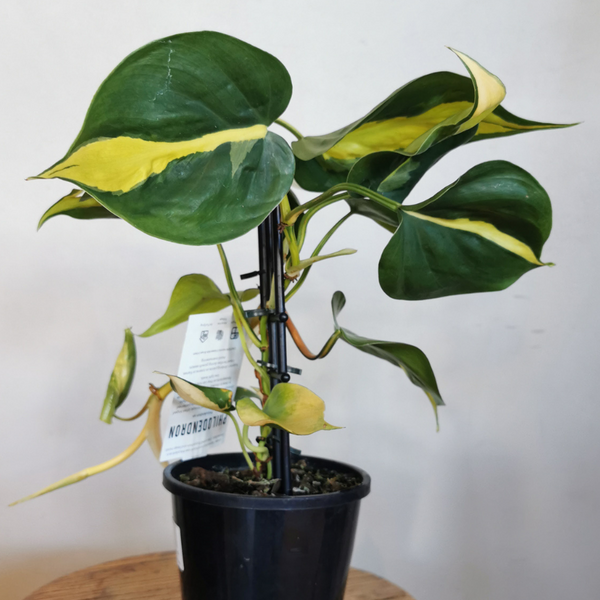 Plant - Philodendron hederaceum "Brazil" - 130mm