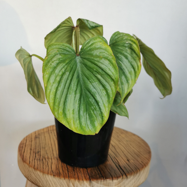 Plant - Philodendron mamei - 130mm