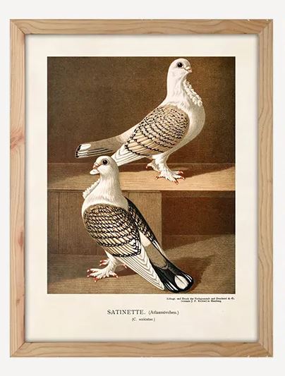 Wall Art - Pigeon 'Satinette'