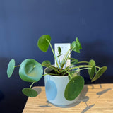 Plant - Pilea peperomioides - "Chinese Money Plant"