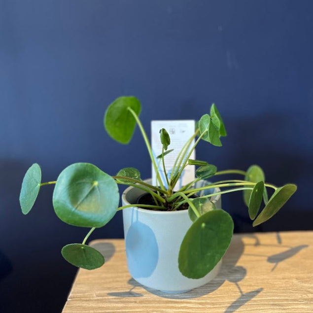 Plant - Pilea peperomioides - "Chinese Money Plant"