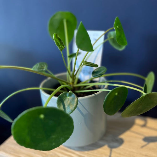 Plant - Pilea peperomioides - "Chinese Money Plant"