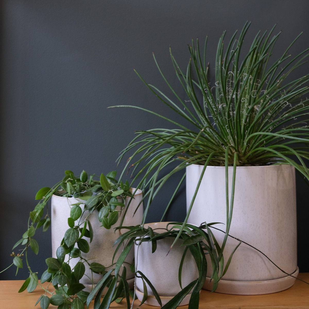 Planter- Sandstorm with Saucer - Medium and Large