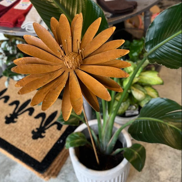 A rusty decorative flower with tan-orange petals and a brown center, planted in a white ribbed pot on a concrete floor. The plant has large green leaves and is photographed in a real indoor setting with tables and other decor visible in the background.