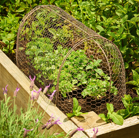 Rustic Wire Cloche Tunnel Set