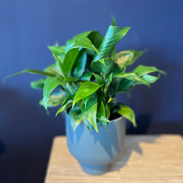 Plant - Spathiphyllum 'Mojo' - "Peace Lily"