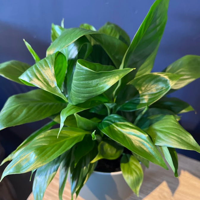 Plant - Spathiphyllum 'Mojo' - "Peace Lily"