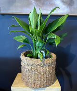 Plant - Spathiphyllum 'Sweet Sebastiano' - "Peace Lily"