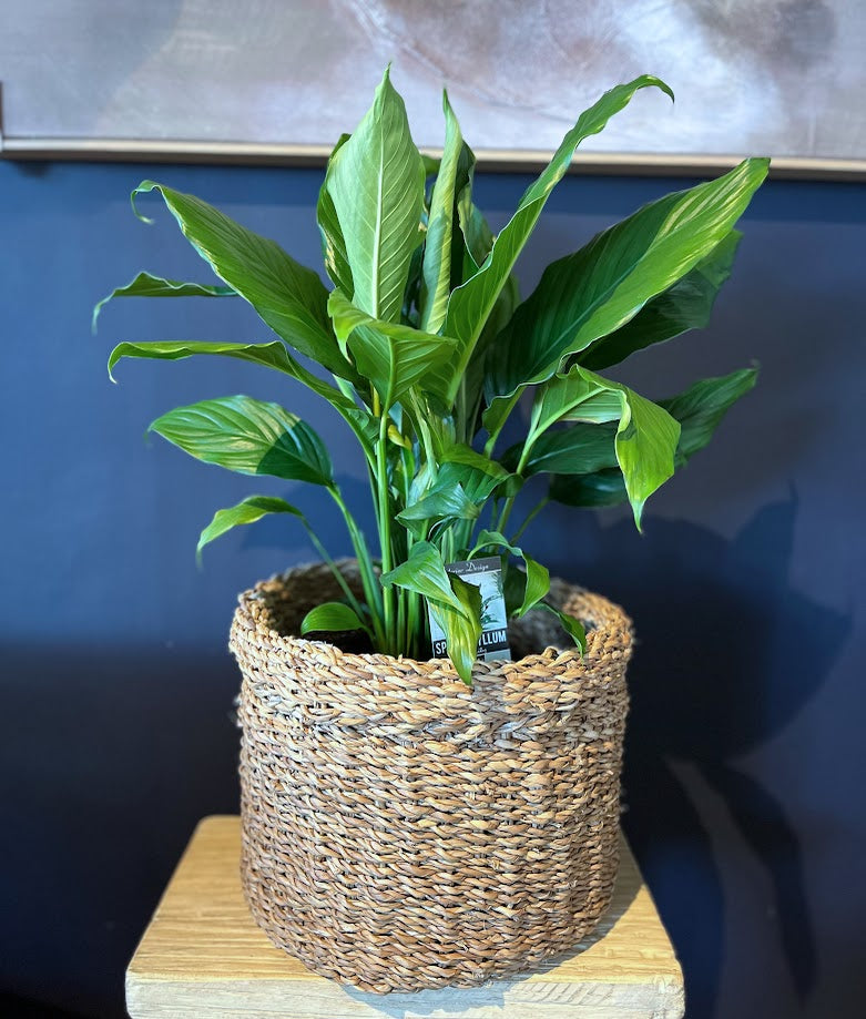 Plant - Spathiphyllum 'Sweet Sebastiano' - "Peace Lily"