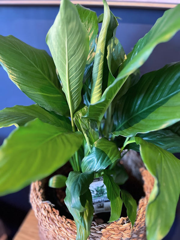 Plant - Spathiphyllum 'Sweet Sebastiano' - "Peace Lily"