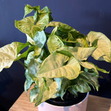 Plant - Syngonium "Snow White"