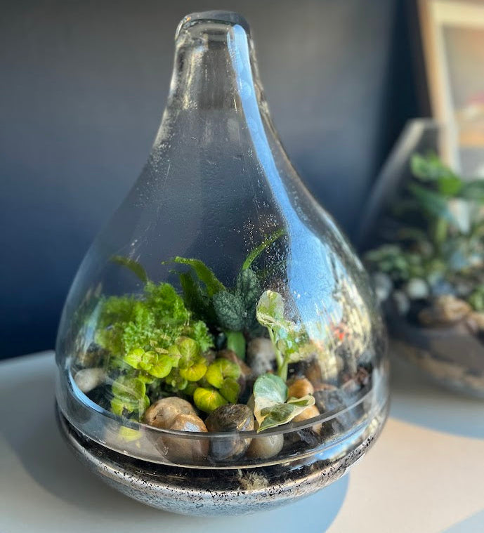 Terrariums - Closed
