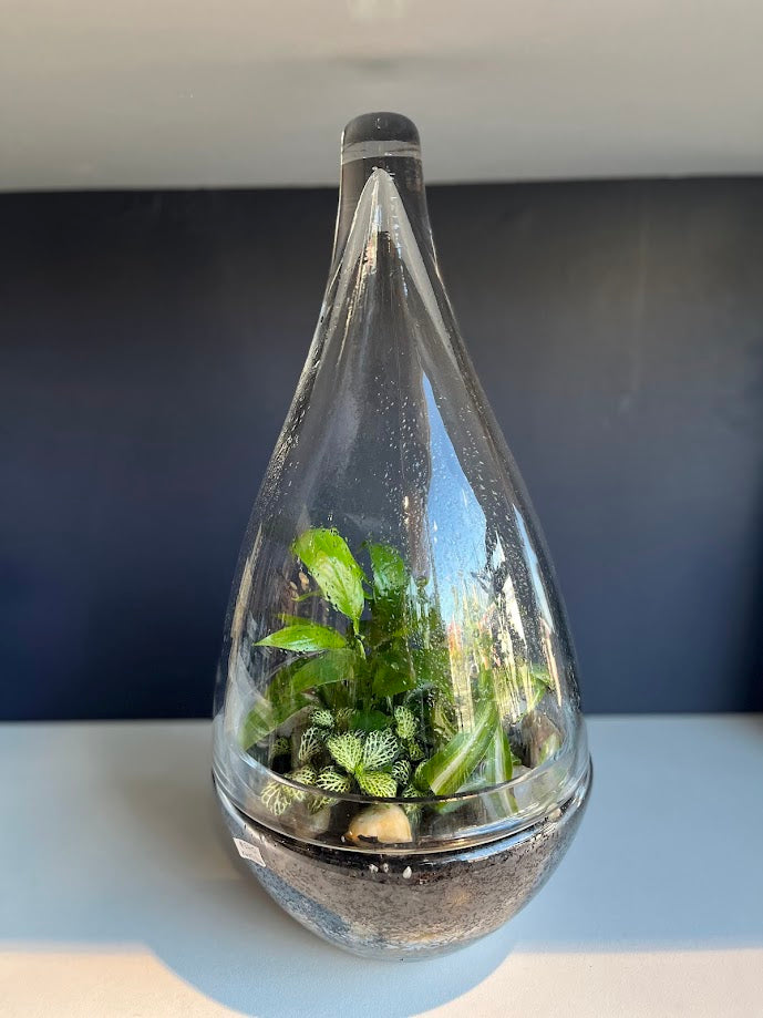 Terrariums - Closed