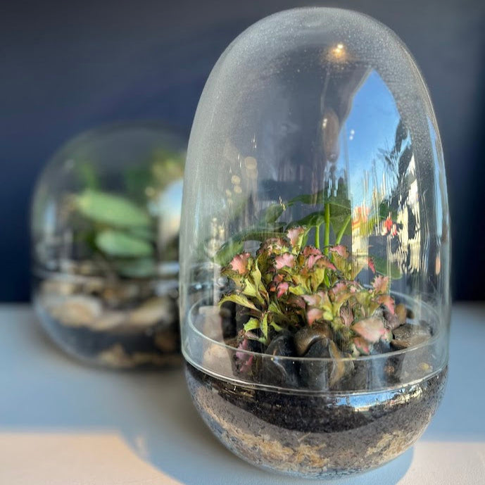 Terrariums - Closed