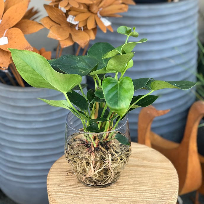 Water Plant - Anthurium 'White Winner' + Clear Vase