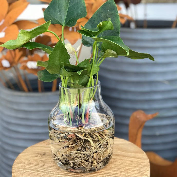 Water Plant - Anthurium 'White Winner' + Clear Large Vase