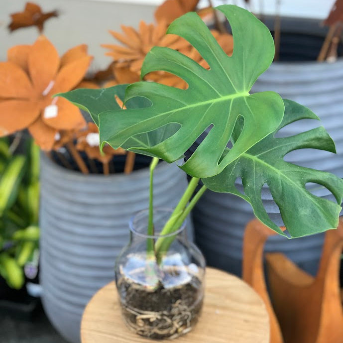 Water Plant -  Monstera deliciosa + Medium Clear Vase