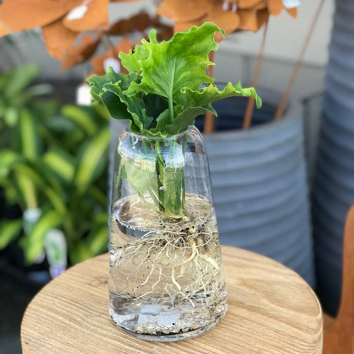Water Plant - Philodendron 'Lickety Split' + Medium Clear Vase