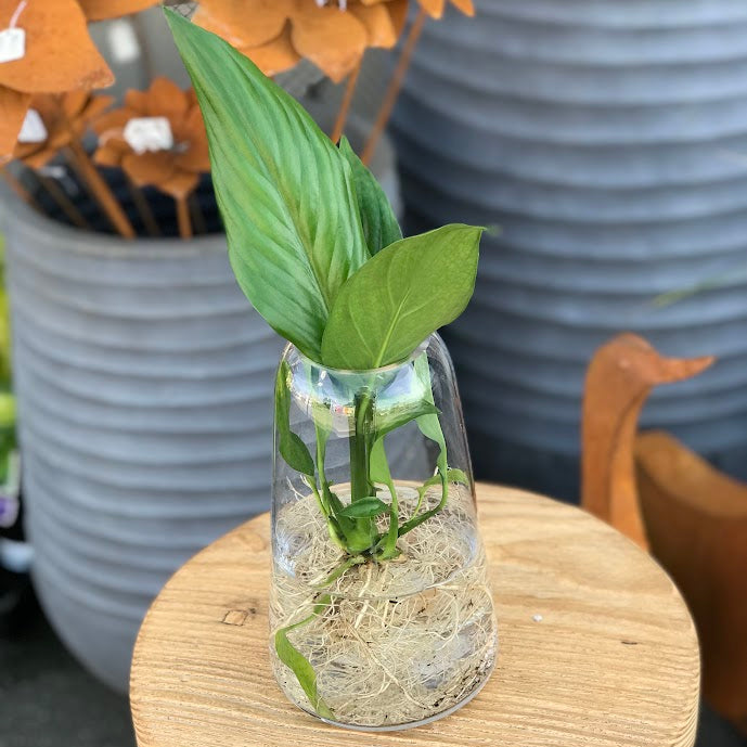 Water Plant - Spathiphyllum 'Stephanie' + Medium Clear Vase