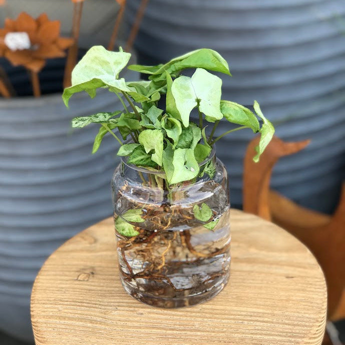 Water Plant - Syngonium 'White Butterfly' + Clear Vase