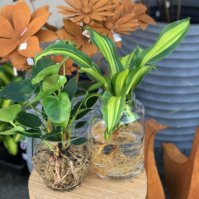 Water Plant - Anthurium 'White Winner' + Clear Vase