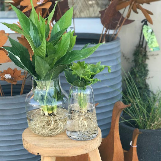 Water Plant - Philodendron 'Lickety Split' + Medium Clear Vase