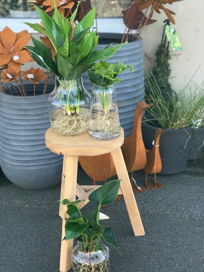 Water Plant - Spathiphyllum 'Domino' + Clear Large Vase