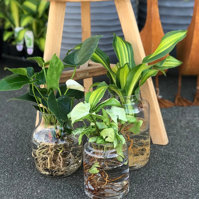 Water Plant - Dracaena Happy Plant + Clear Medium Vase