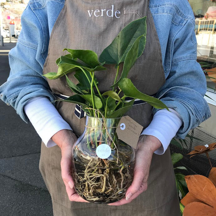Water Plant - Anthurium 'White Winner' + Clear Large Vase