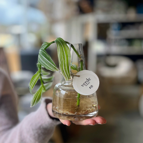 Water Plant in Vase - various sizes and styles