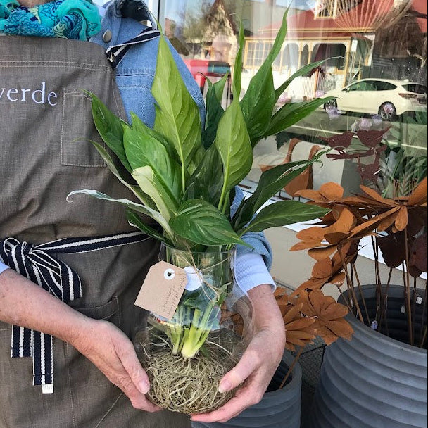 Water Plant - Spathiphyllum 'Domino' + Clear Large Vase
