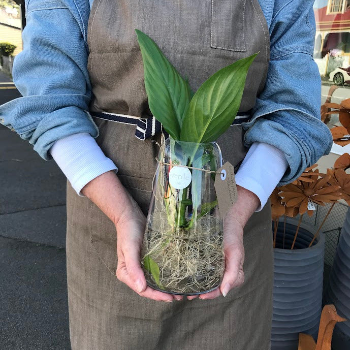 Water Plant - Spathiphyllum 'Stephanie' + Medium Clear Vase