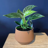 Plant - Philodendron erebescens - "Birkin"