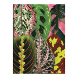 Notecards - Houseplant Jungle - Set of 16