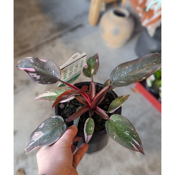 Plant - Philodendron "Pink Princess" - 130mm
