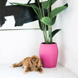 Jolie HIBISCUS Premium Paint Pot plant