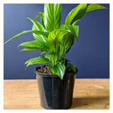Plant - Spathiphyllum 'Sensation' - 130mm