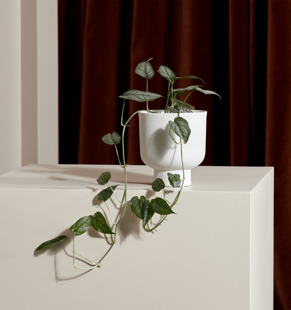 Pedestal Pots - Indoor Porcelain Planter - in 5 Colours