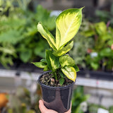 Plant - Dieffenbachia 'Tropic Marianne'  - 130mm pot