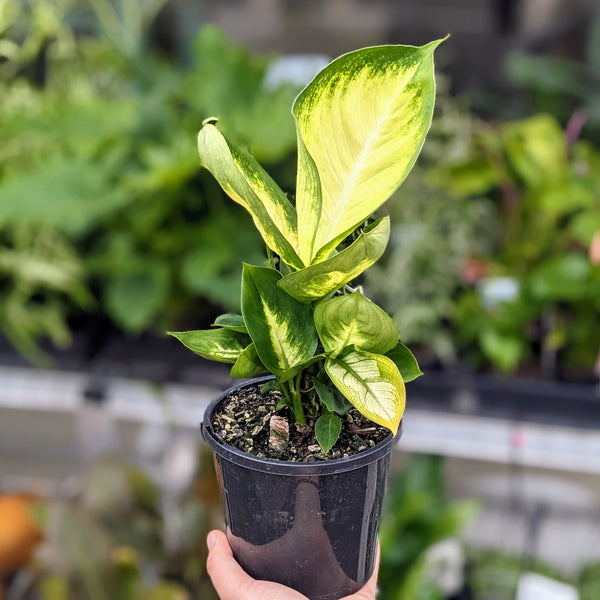 Plant - Dieffenbachia 'Tropic Marianne'  - 130mm pot